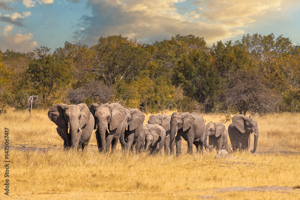 Obraz premium Parade of elephants walking across the Hwange plains, Zimbabwe