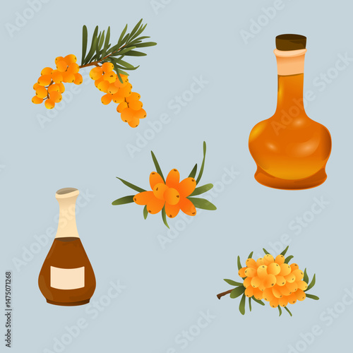 Sea Buckthorn Berries and Herbal Tincture Vector Illustration