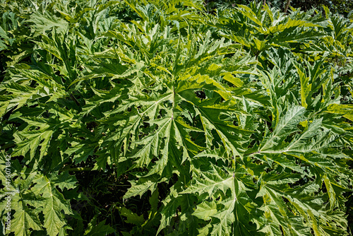 Konstfotografi young giant hog weed plants growing