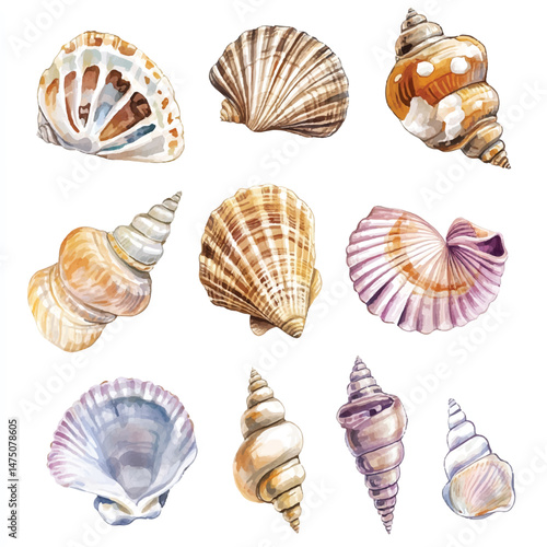 Cute cartoon watercolor A collection of beautiful shell