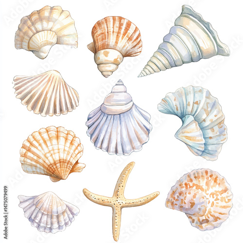 Cute cartoon watercolor A collection of beautiful shell