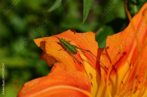orange flower in the garden with bug