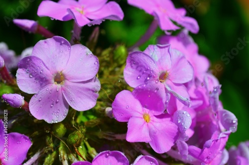 purple flowers in the garden
