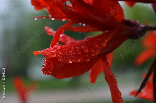 red flower with water drops
