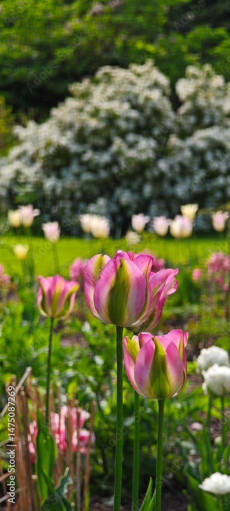 Mehrfarbige Tulpe Mehrfarbige Tulpe