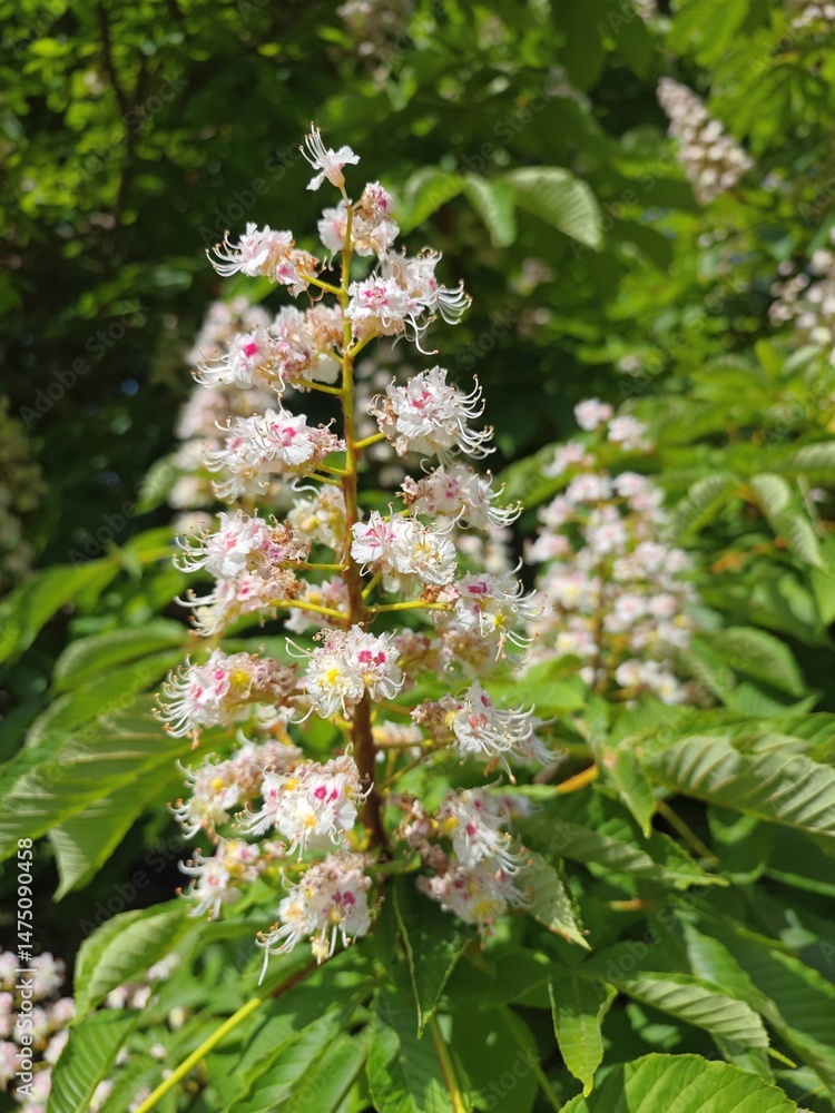 Kastanienblüte Kastanienblüte