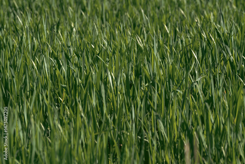 Green grass background