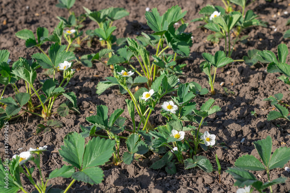 Obraz premium Green leaf and white flowers of strawberry bloom in vegetable garden. Bushes of strawberry fragaria the rosaceae family in blosson. Large fruited plant of berry crops wild strawberry in horticulture.