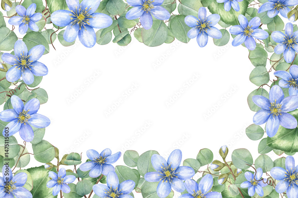 Fototapeta premium Hepatica blooms and eucalyptus branches watercolor rectangular frame with empty space for custom text. Floral border for wedding announcements, elegant invitations, or personalized greeting card