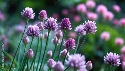 Pink-colored herb from garden during summer season