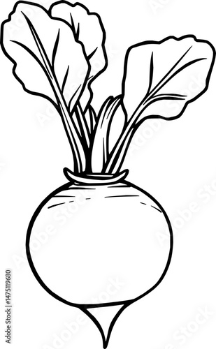 Line Drawing Of A Single Beetroot With Leaves