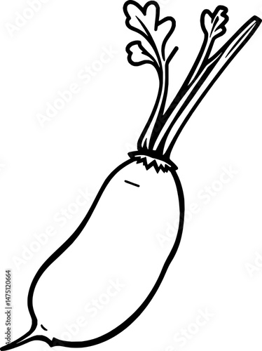 Simple Line Drawing Of A Single White Radish