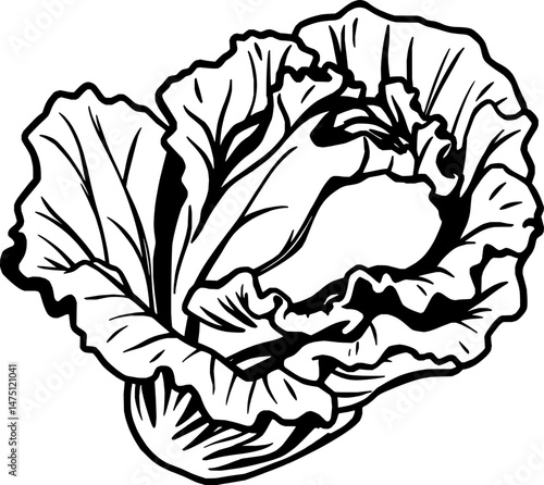 Vibrant Purple Cabbage Illustration Fresh Vegetable
