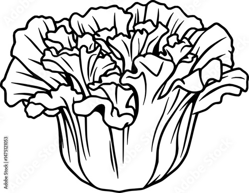 Detailed Line Drawing Of A Single Napa Cabbage