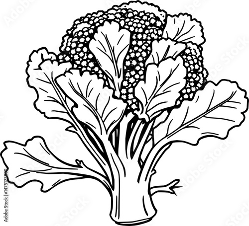 Fresh Green Broccoli Floret Detailed Illustration