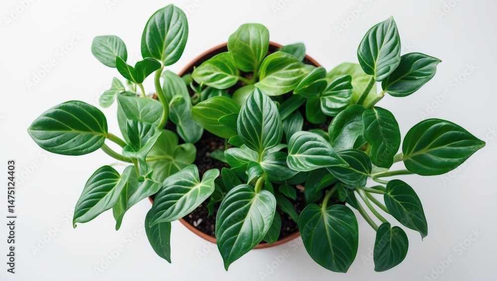Top-down view of a compact plant in a pot. Top-down view of a compact plant in a pot.