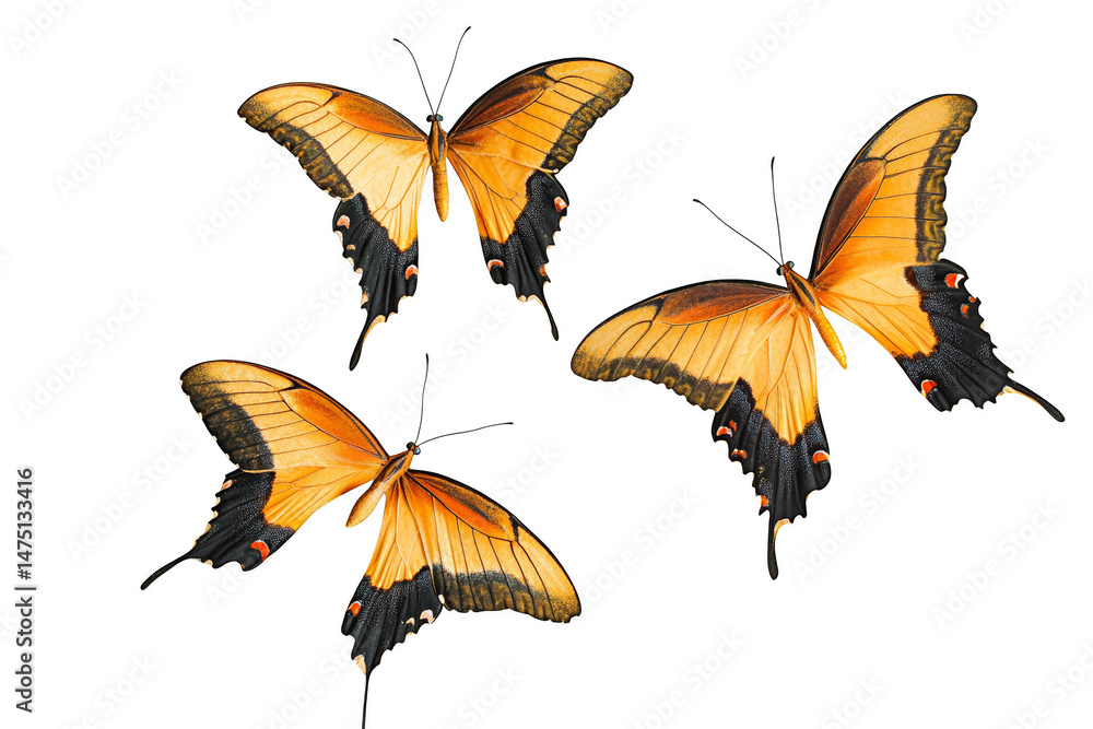 Fototapeta premium Three Swallowtail Butterflies on White Background