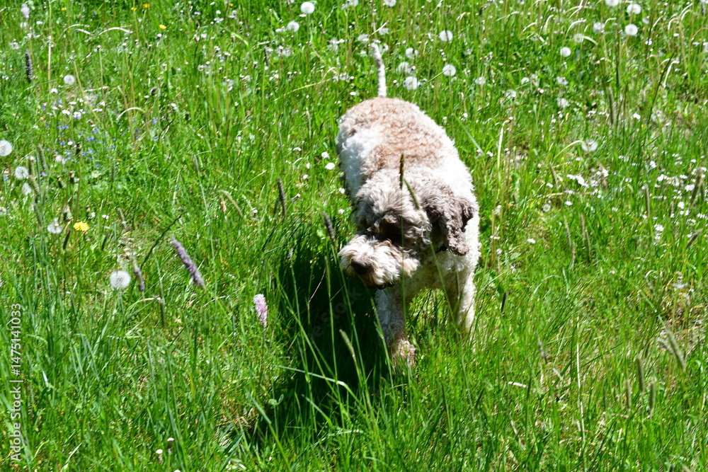 Fototapeta premium Portrait eines Lagotto Romagnolo Hundes 