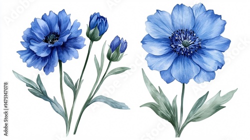 Blue Flower Watercolor Hand Drawing Flora Botanical Illustration