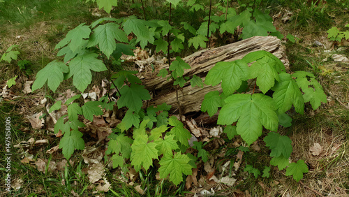Closeup young sprouts of Maple tree and Acer pseudoplatanus with fresh green leaves on branch in deciduous forest at spring day. No people beautiful springtime natural background.