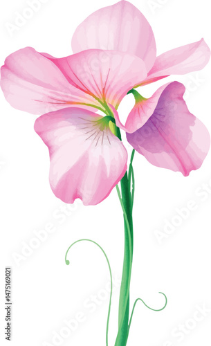 Sweet pea flower in watercolor. Isolated delicate floral illustration for spring and romantic themes.