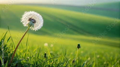 Dandelion in Green Rolling ...