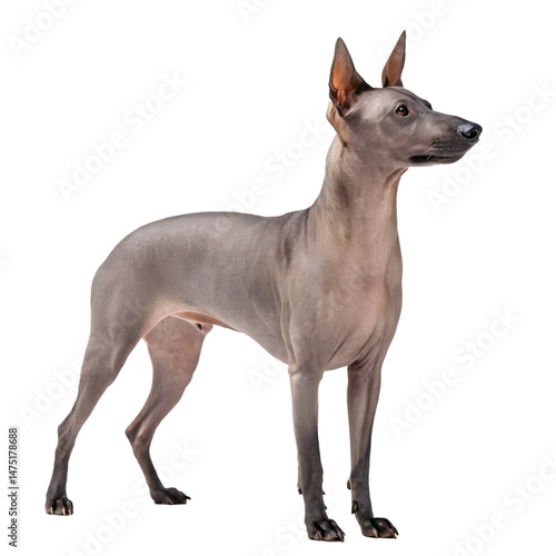 Xoloitzcuintli in Elegant Pose: A sleek, hairless Xoloitzcuintli dog stands regally, its streamlined form and alert gaze capturing attention, a timeless symbol of canine elegance.