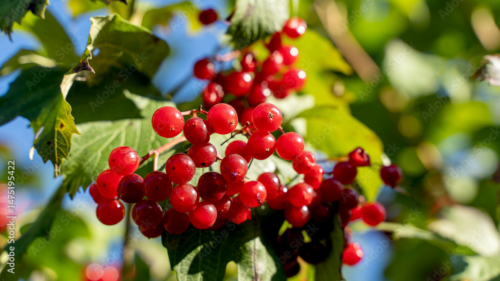 Ripe viburnum on a branch on a bright sunny day Ripe viburnum on a branch on a bright sunny day