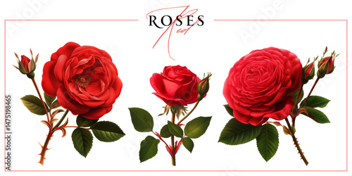 Red garden roses isolated on a white background. Vintage painting style illustration.