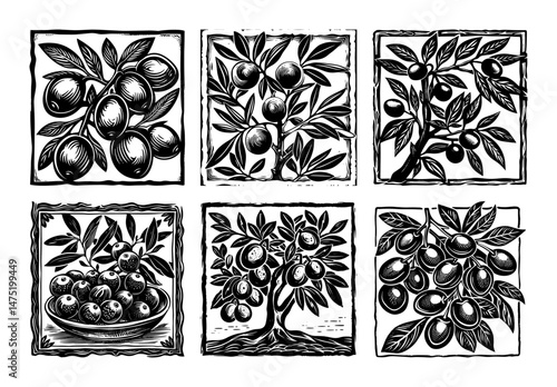 olive tree and fruit set in woodcut vintage vector illustration