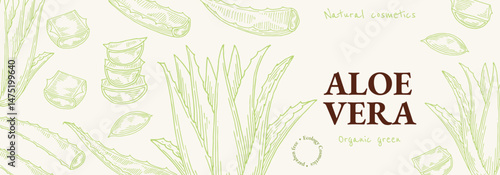 Aloe vera gentle banner template background. Natural cosmetics ingredient. Hand drawn ink sketch plant from package design. Ecology concept in beauty industry.