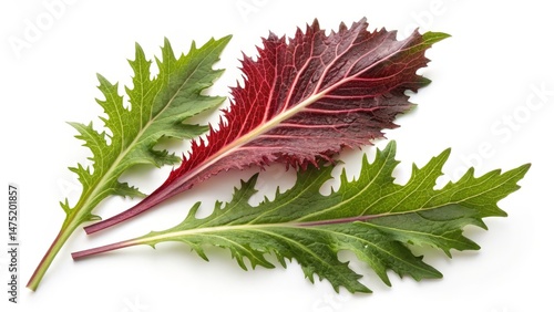 Red and Green Mizuna Salad ...