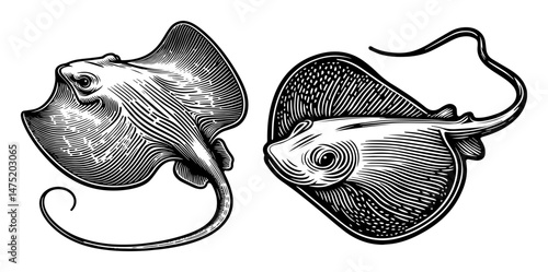 stingray illustration set in detailed engraved black and white vector style