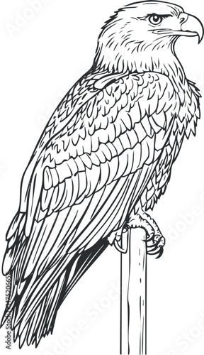 Detailed black and white line drawing of a majestic eagle perched on a post, showing feathers and strong features.