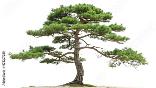 A solitary pine tree with green needles and a sturdy trunk against a plain white background outdoors  created with generative ai