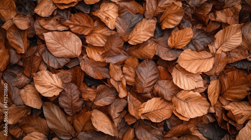 Dry leaf texture and nature background. Surface of brown leaves material.