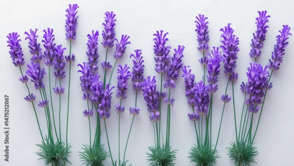Naklejka premium Exquisite blooming lavender arranged on a white canvas