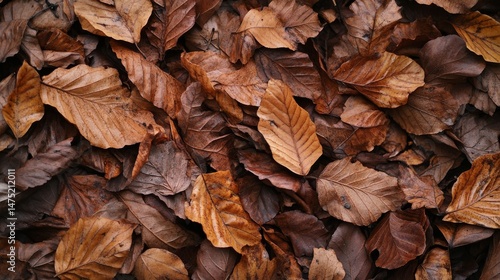 Dry leaf texture and nature background. Surface of brown leaves material.