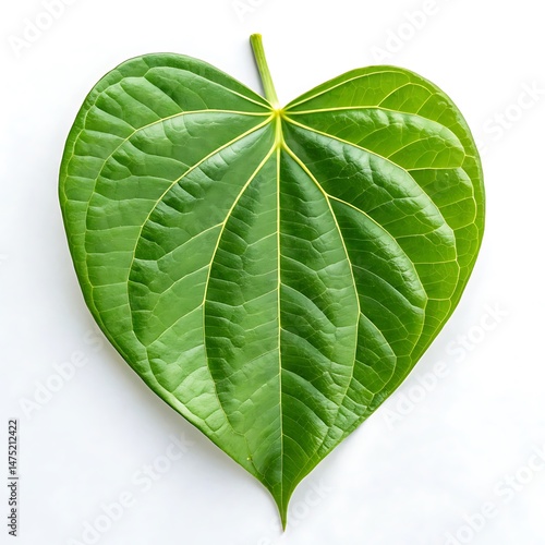 Heart-Shaped Betel Leaf: Stock Photo