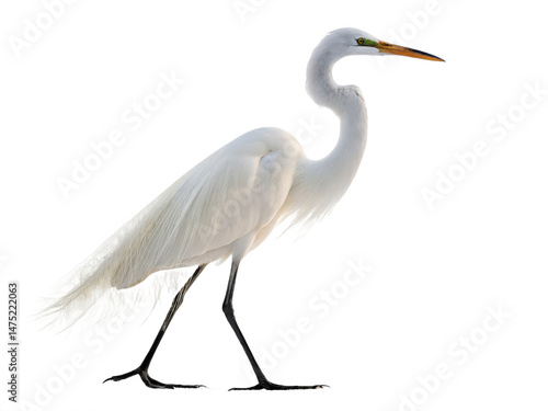 Egret animal png white egret bird png graceful egret bird species png heron-like egret bird png wild egret species png transparent png