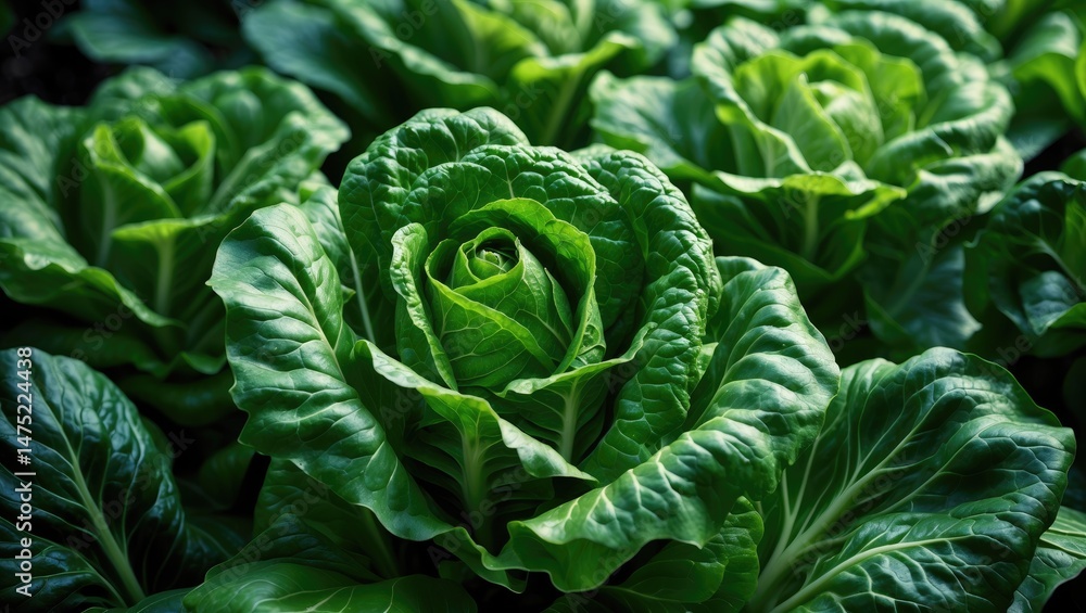 Obraz premium Close-Up of White Napa Cabbage Leaves and Brassica Plant Growing in Chinese Fields