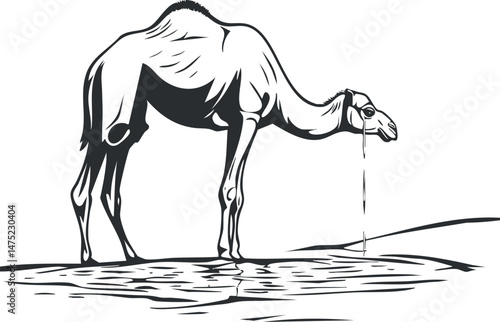 Black and white illustration of a camel drinking water in a desert landscape showing adaptation to arid environment