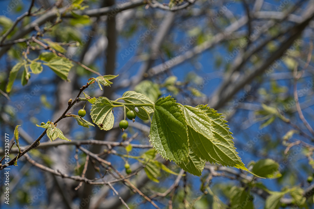 Fototapeta premium Celtis caucasica. tree. dardagan. citlenbik.