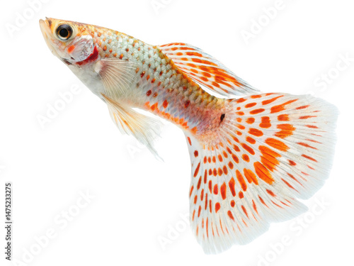 Guppy animal png guppy fish pair png guppy fish in aquarium png guppy fish breeding png colorful guppy fish tank png transparent png