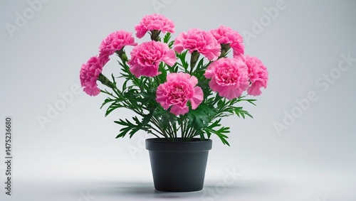 Wallpaper Mural Photograph of potted pink dianthus blooming on white backdrop Torontodigital.ca