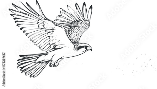 Black and white line drawing of a falcon in mid-flight with wings spread wide