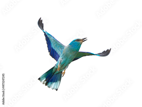 European roller (Coracias garrulus)
