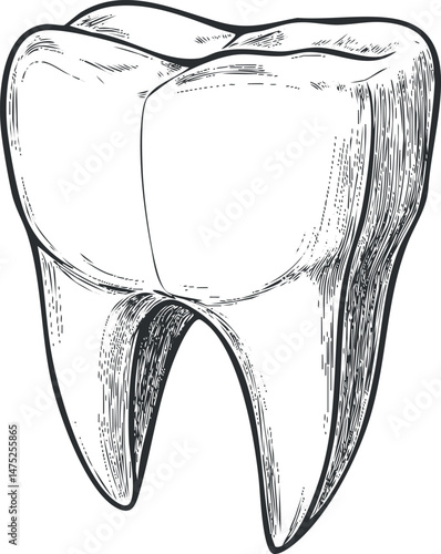 Detailed black and white sketch illustration of a human molar tooth showing its structure for dental and medical reference
