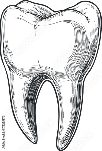 Detailed black and white illustration of a human molar tooth showing anatomical features and structure