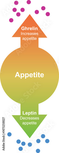 Hunger appetite hormones. Ghrelin and leptin in the human body. Human endocrine system, metabolism, hunger and satiety concept. Vector illustration isolated on white background.